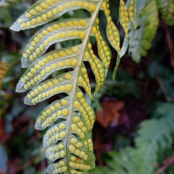 Polypodium vulgare Vrucht