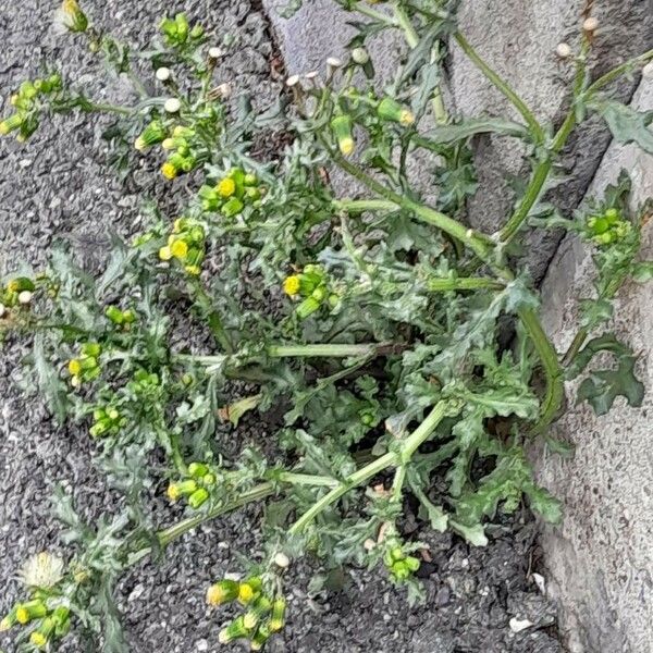 Senecio vulgaris Habit