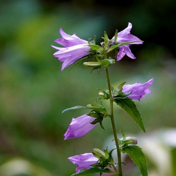 Campanula trachelium Blüte