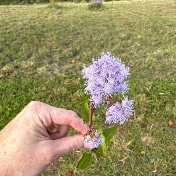 Conoclinium coelestinum Flor