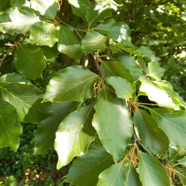 Fagus sylvatica Fuelha