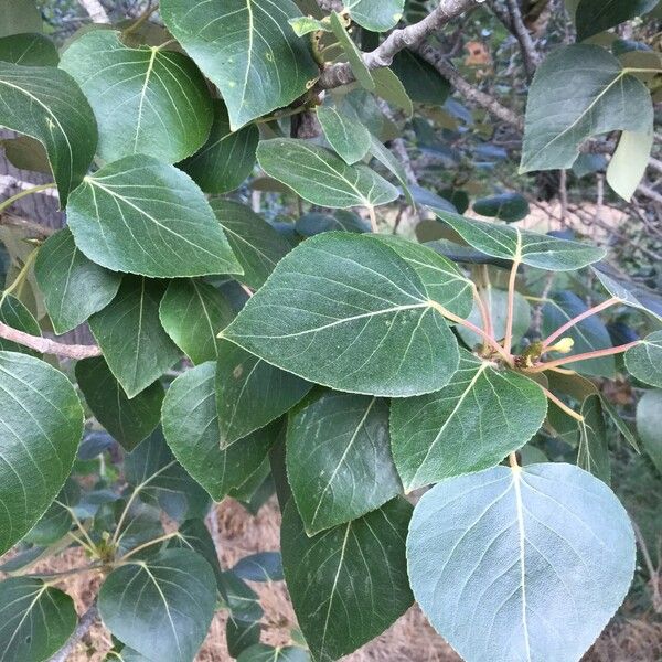 Populus balsamifera Листок