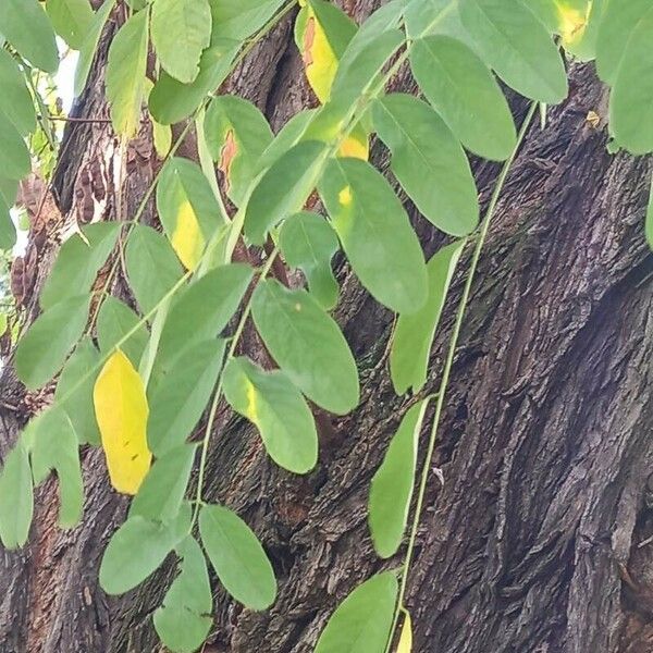 Robinia pseudoacacia Leaf