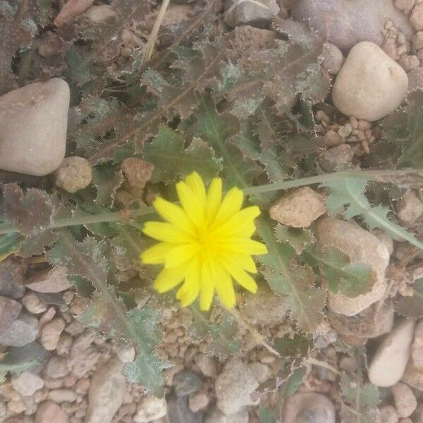 Launaea nudicaulis Fiore