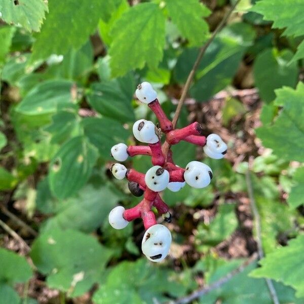 Actaea pachypoda Frugt