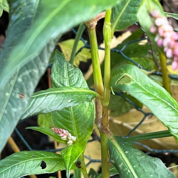 Polygonum persicaria Kôra