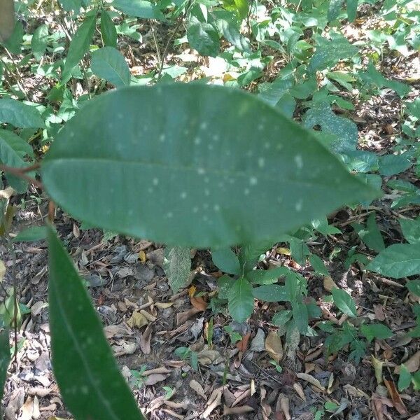 Chrysophyllum oliviforme Leaf