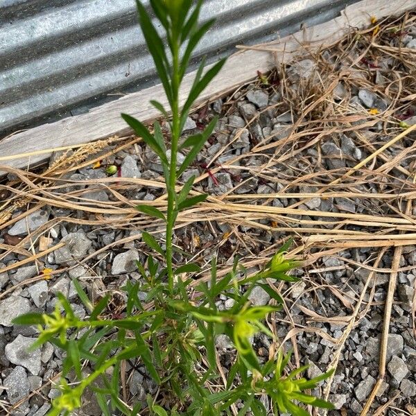 Lepidium densiflorum Celota