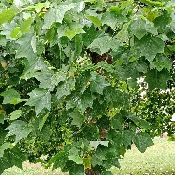 Liriodendron tulipifera Blatt