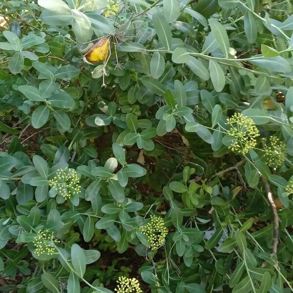 Bupleurum fruticosum Pokrój