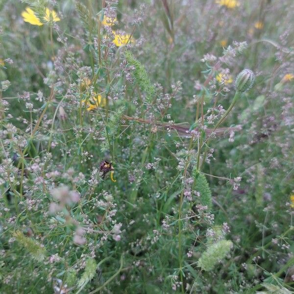 Galium parisiense Lapas