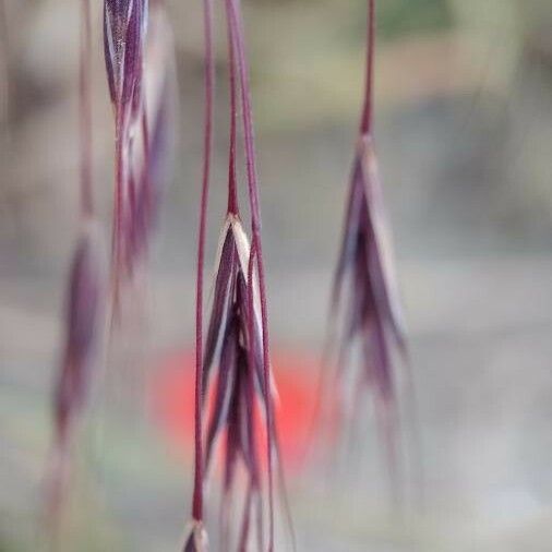 Bromus sterilis Flor