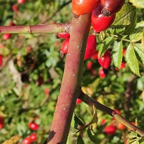 Rosa rubiginosa Bark