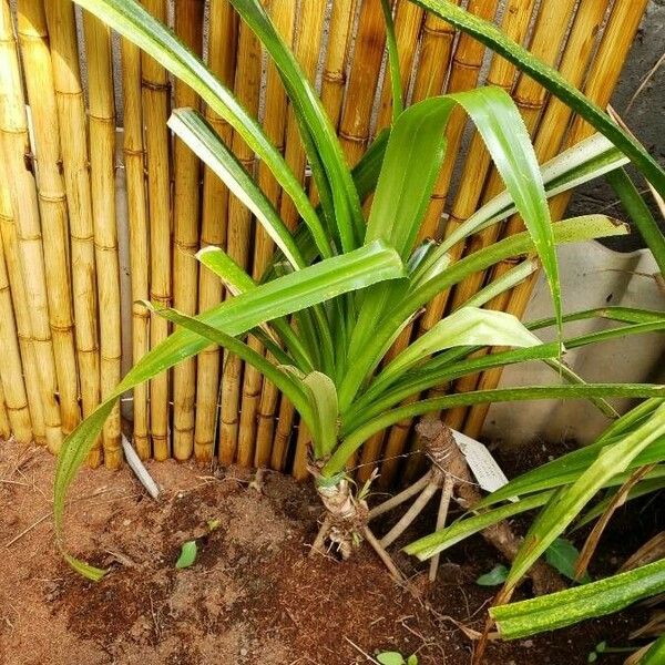 Pandanus tectorius 整株植物