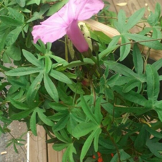 Ipomoea cairica Folla