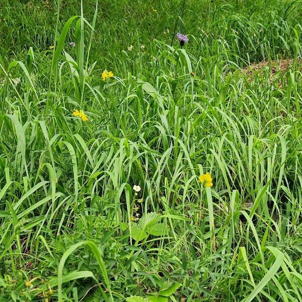 Lathyrus pratensis Yeri