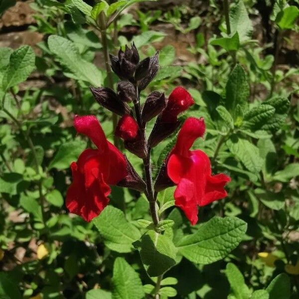 Salvia microphylla Цветок