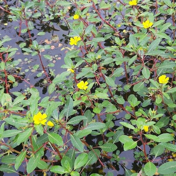 Ludwigia palustris Flower