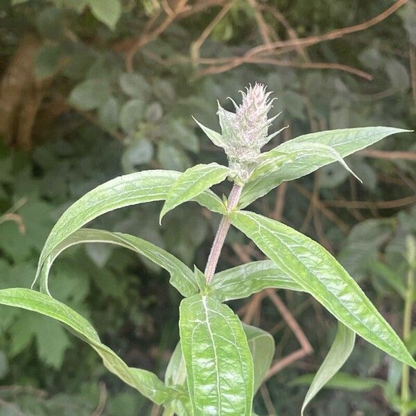 Lythrum salicaria برگ