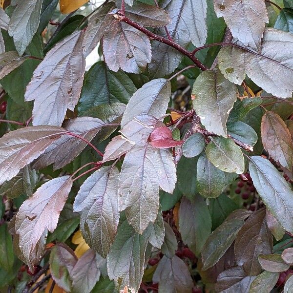 Malus toringo Leaf