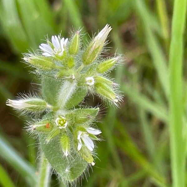 Cerastium glomeratum Flower