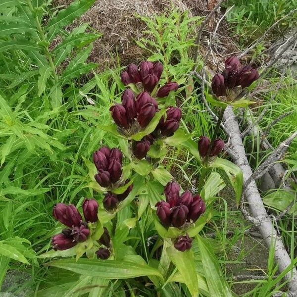 Gentiana purpurea Celota