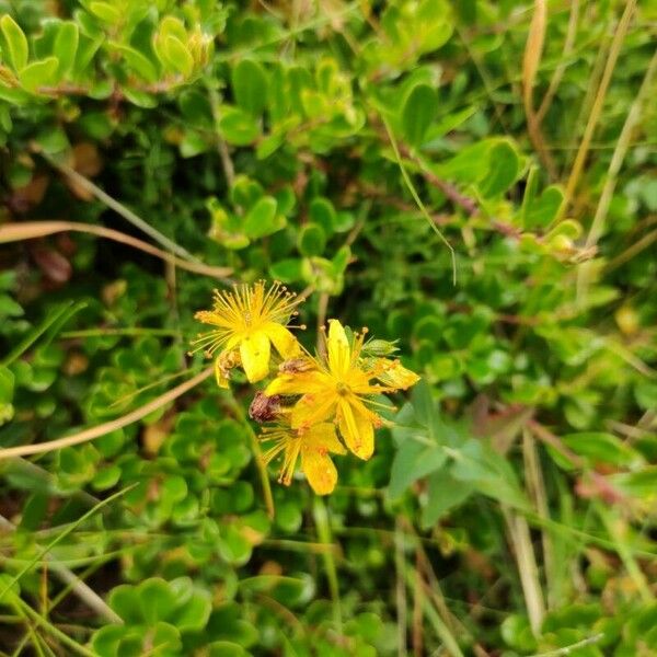 Hypericum maculatum Fiore