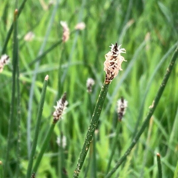 Eleocharis palustris Õis