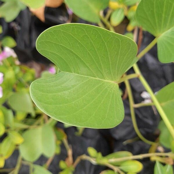 Ipomoea pes-caprae 葉