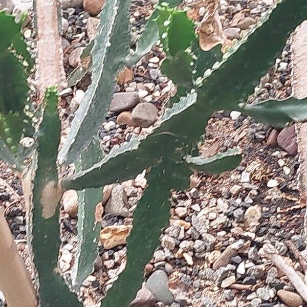 Euphorbia triangularis Leaf