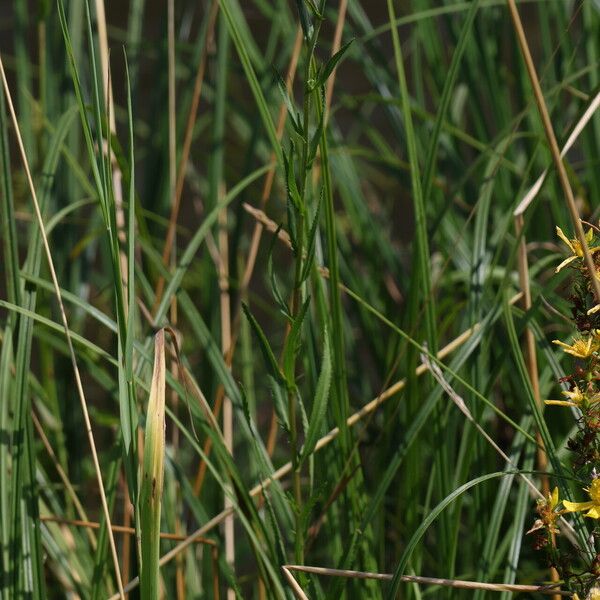 Achillea ptarmica ᱛᱟᱦᱮᱸ