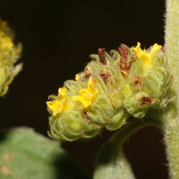 Waltheria indica Цветок