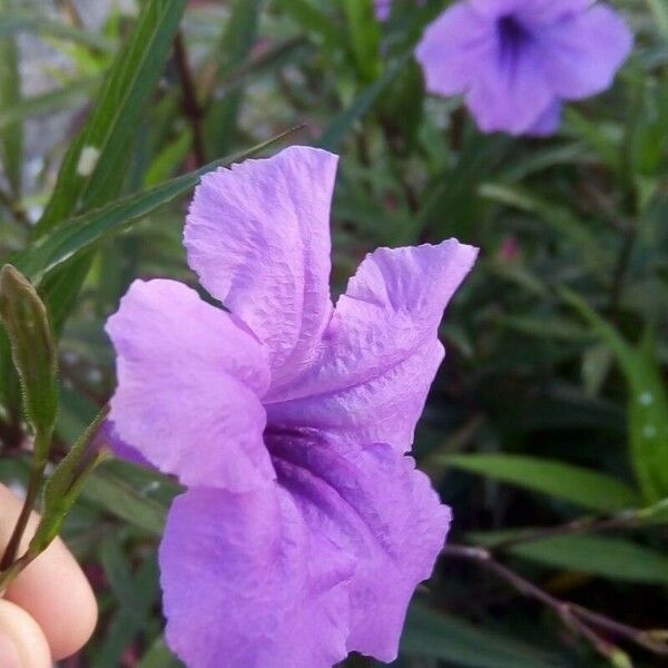 Ruellia simplex Çiçek