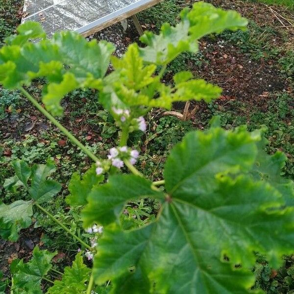 Malva verticillata ᱥᱟᱠᱟᱢ