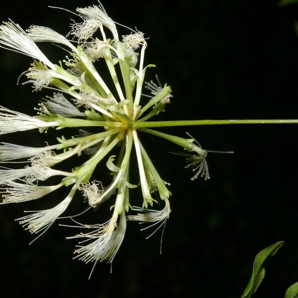Cojoba catenata Flower