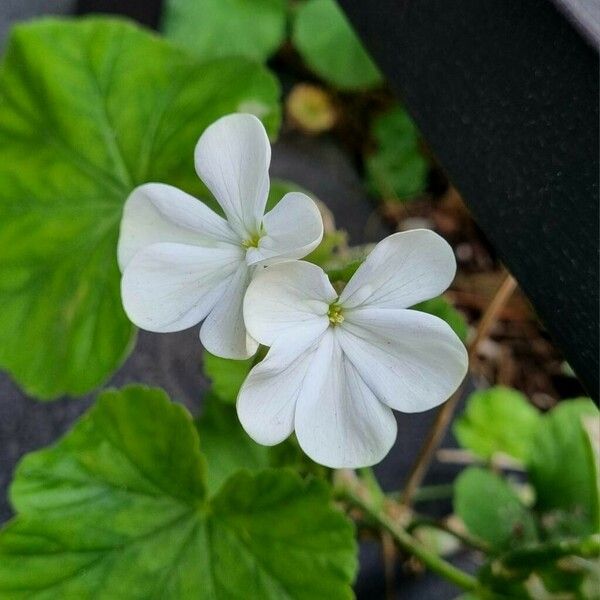 Pelargonium zonale Λουλούδι