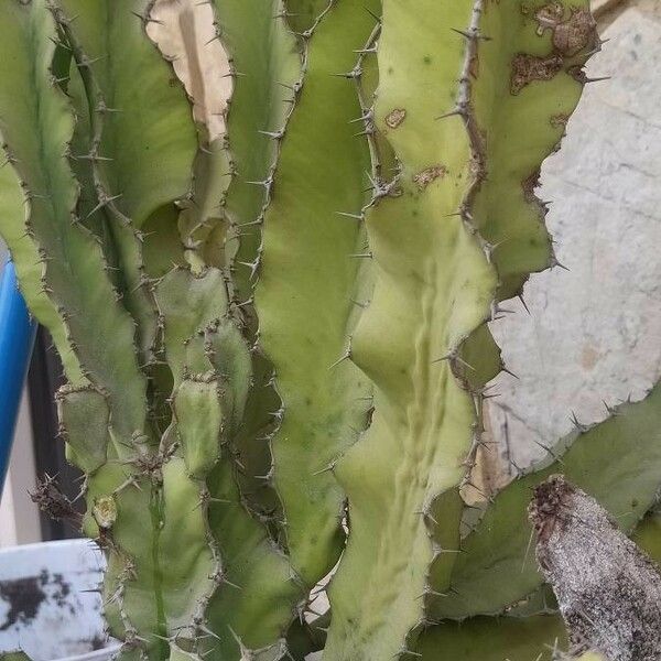Euphorbia confinalis Feuille