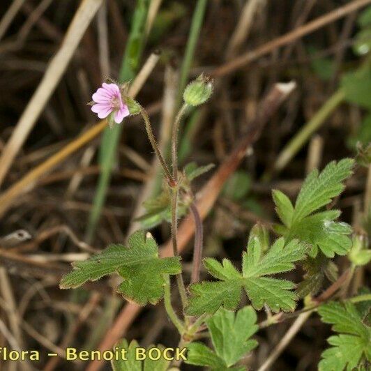 Geranium divaricatum Sonstige