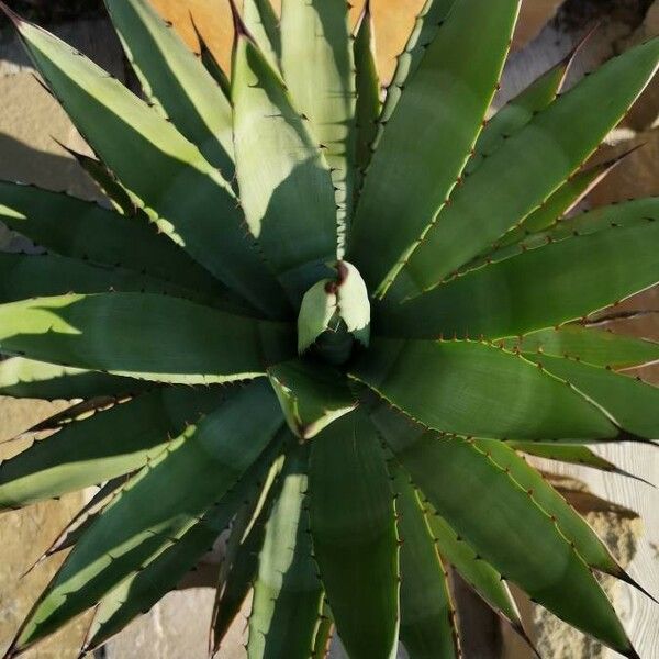 Agave macroacantha Ліст