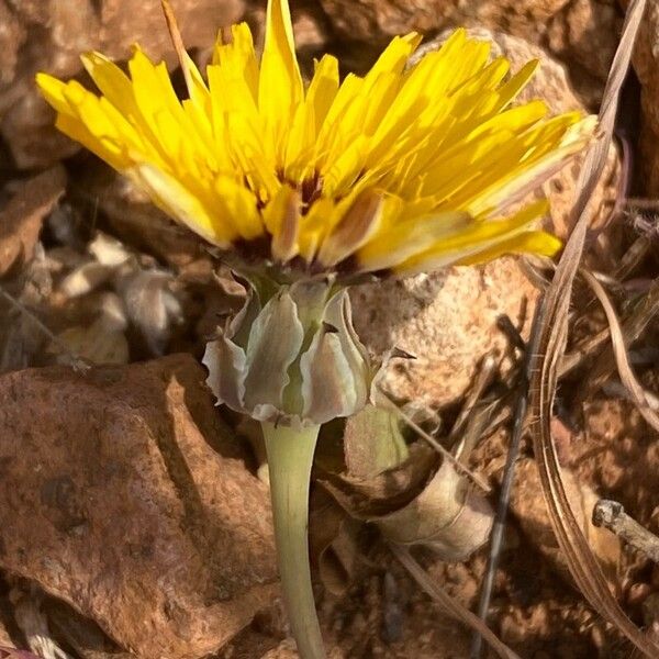 Reichardia tingitana Flower