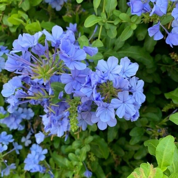 Plumbago auriculata ᱵᱟᱦᱟ