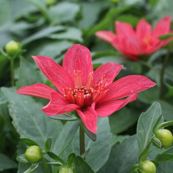 Dahlia spp. Flower