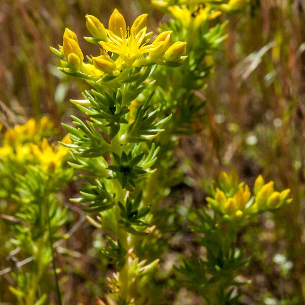 Sedum stenopetalum പുഷ്പം