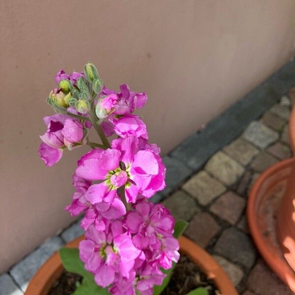 Matthiola incana Kukka