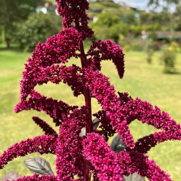 Amaranthus hypochondriacus Kukka