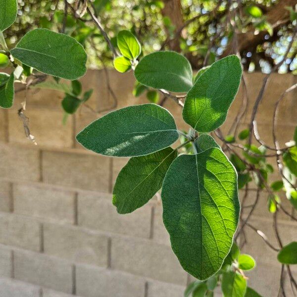 Cordia boissieri Deilen