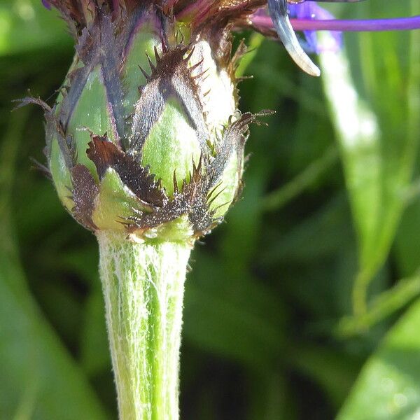 Centaurea montana خشب