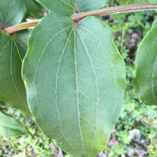 Coriaria ruscifolia Лист