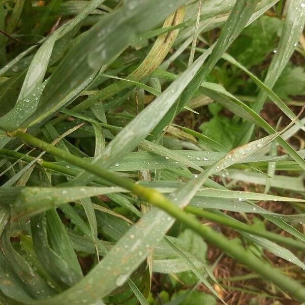 Bromus inermis Fuelha