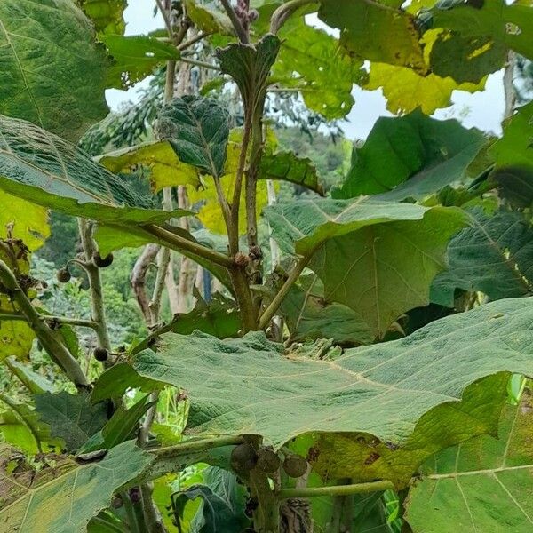 Solanum quitoense Habitatea